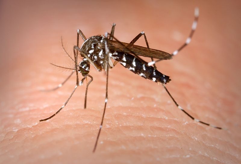 Nahaufnahme einer Tigermücke auf menschlicher Haut, die gerade sticht. Die Mücke hat einen schwarz-weissen Körper mit auffälligen weissen Flecken auf den Beinen und dem Körper.